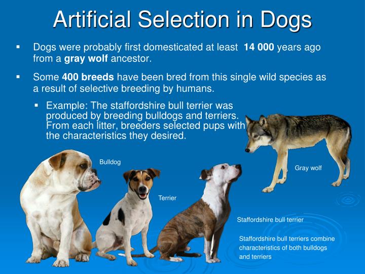 PPT Stages of Natural Selection PowerPoint Presentation