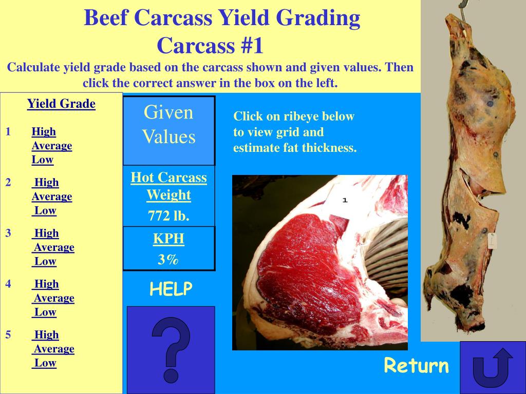 PPT Beef Carcass Yield Grading CDE Practice Based on the 2003