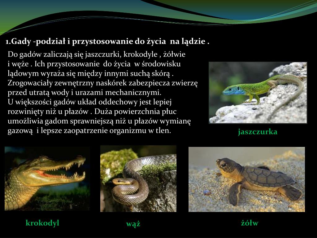 PPT GADYBUDOWA I PRZYSTOSOWANIE DO ŻYCIA PowerPoint Presentation