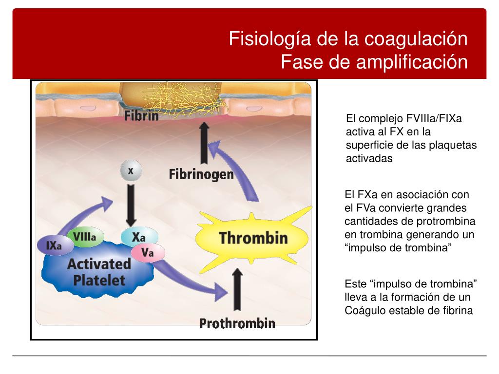 PPT Fisiología de la coagulación PowerPoint Presentation, free