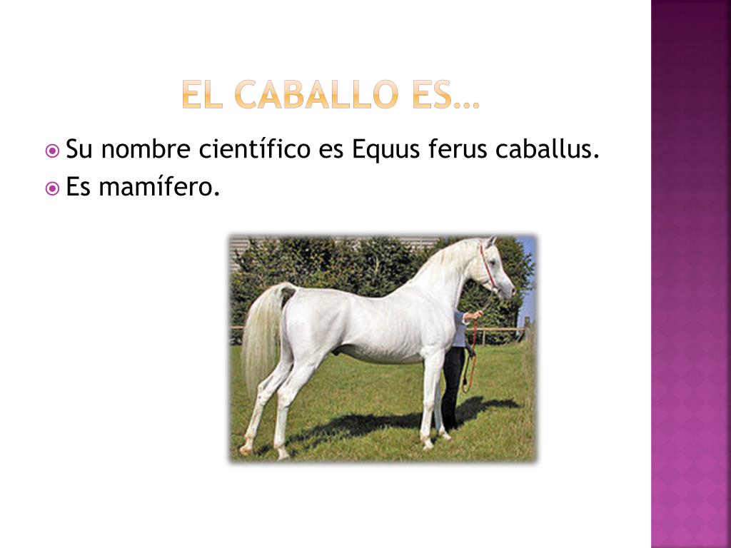 PPT EL CABALLO PowerPoint Presentation, free download ID6328710