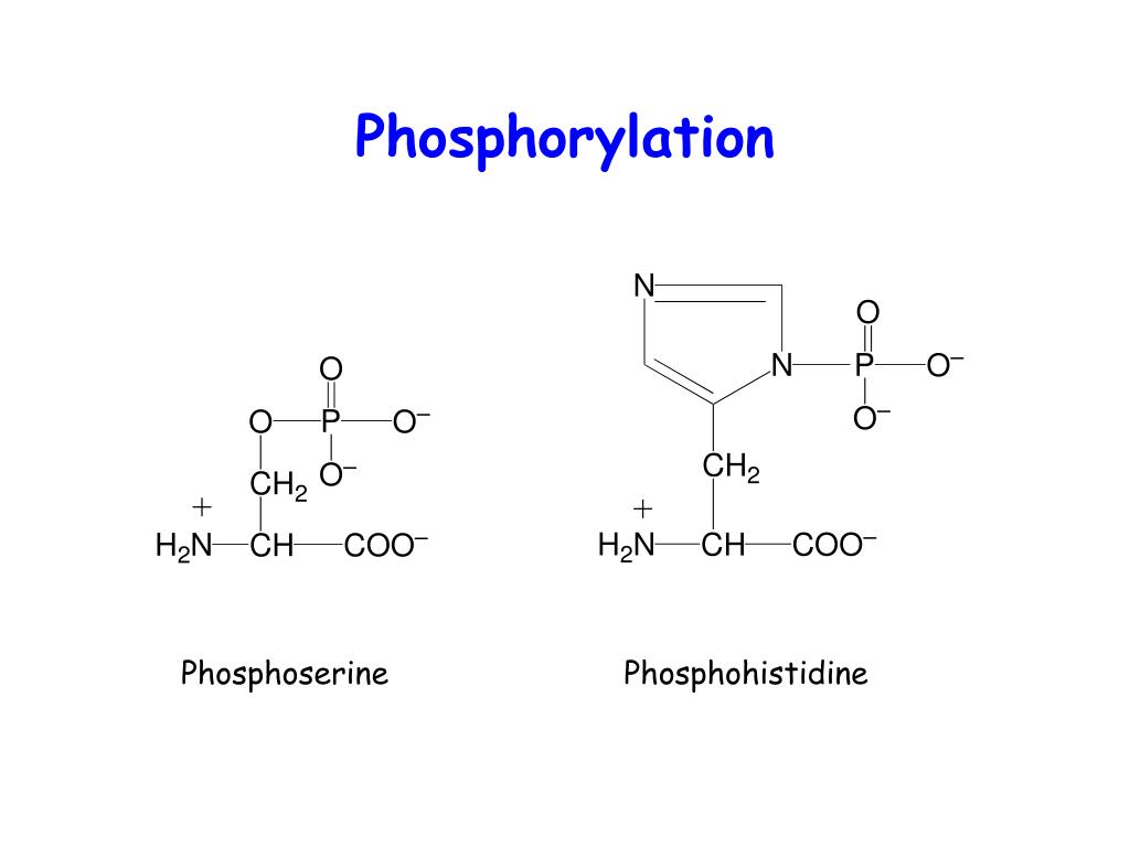 PPT Amino Acids and Peptides PowerPoint Presentation, free download