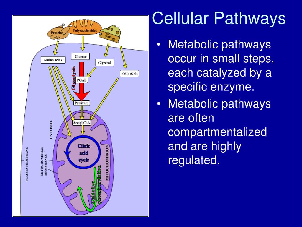 PPT Cellular Pathways PowerPoint Presentation, free download ID6334558