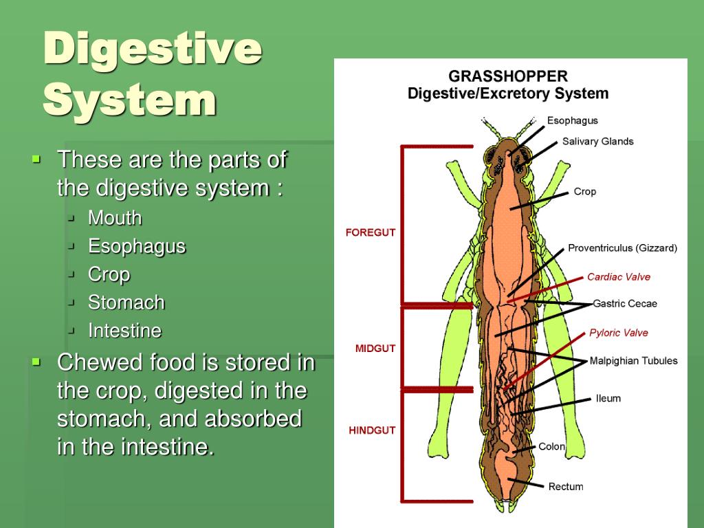 Grasshopper Digestive System Diagram