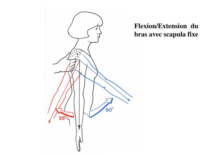 PPT ANATOMIE FONCTIONNELLE ET BIOMÉCANIQUE DE L’EPAULE PowerPoint