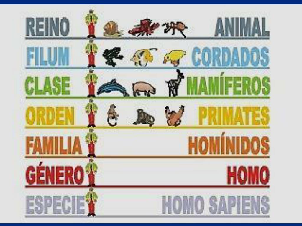 PPT QUE ES LA TAXONOMIA Y EL SISTEMA BINOMIAL PowerPoint Presentation