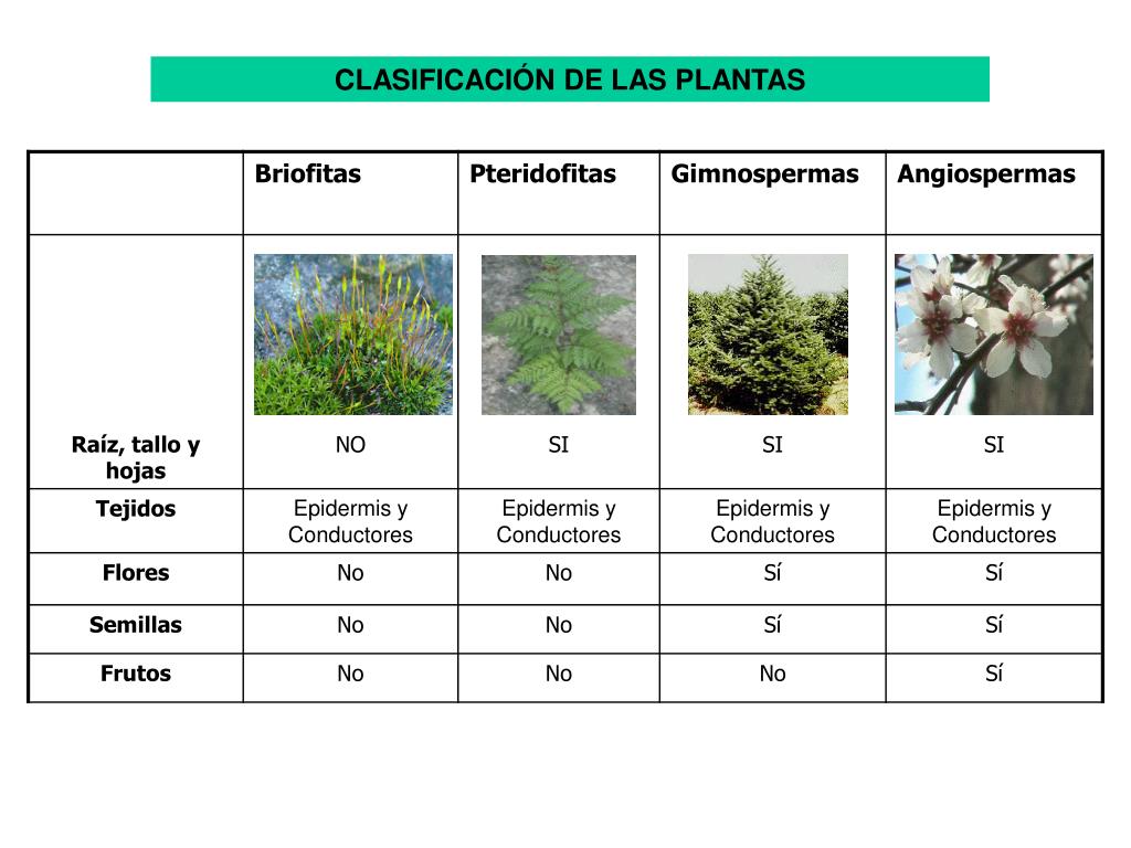 PPT QUE ES LA TAXONOMIA Y EL SISTEMA BINOMIAL PowerPoint Presentation