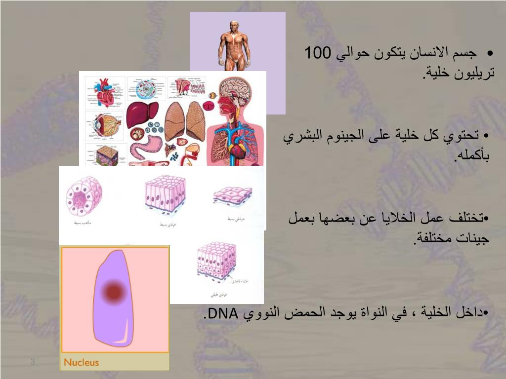 PPT طريقة استخلاص الحمض النووي DNA من الفواكه PowerPoint