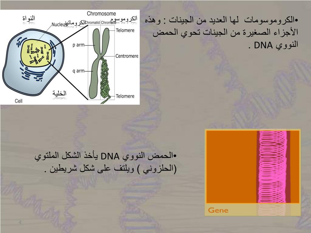 PPT طريقة استخلاص الحمض النووي DNA من الفواكه PowerPoint