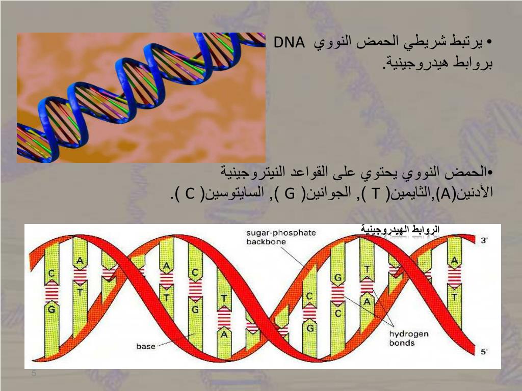 PPT طريقة استخلاص الحمض النووي DNA من الفواكه PowerPoint