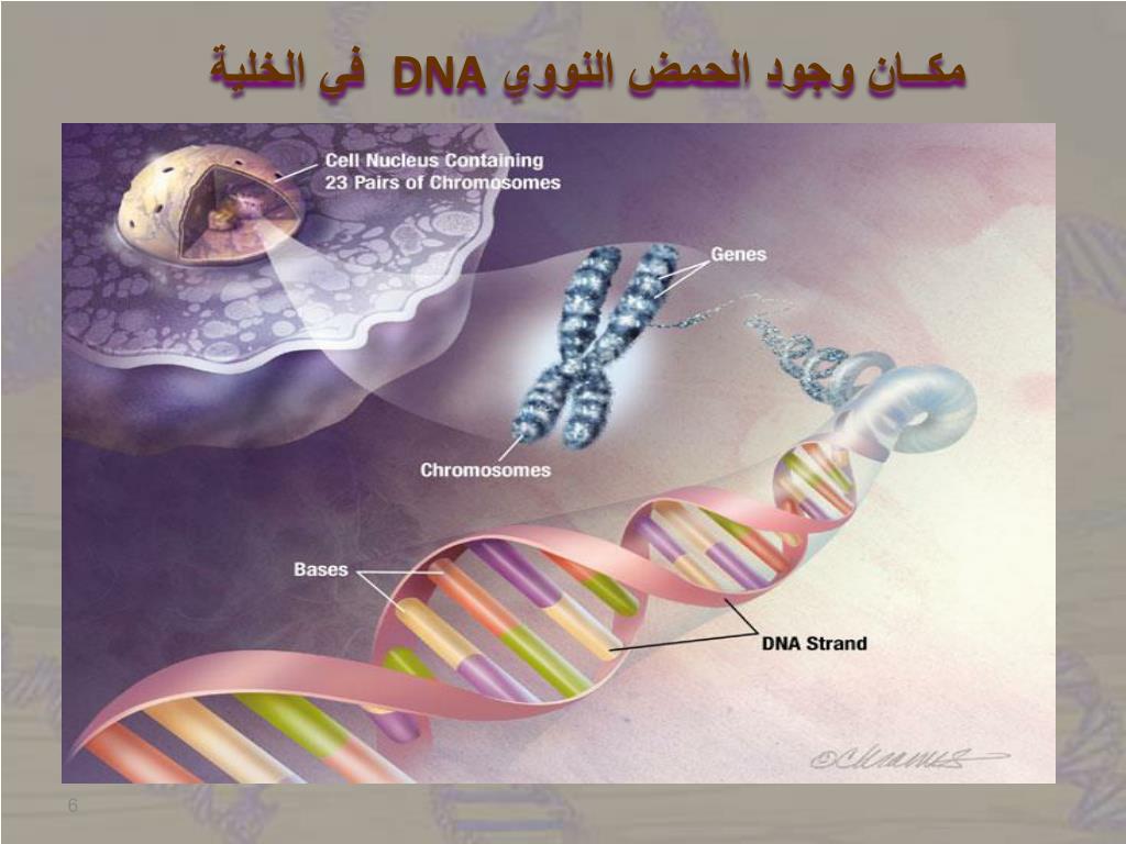 PPT طريقة استخلاص الحمض النووي DNA من الفواكه PowerPoint