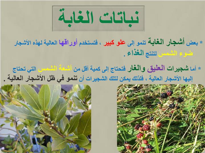 PPT ماذا يعيش في الغابة؟ PowerPoint Presentation ID