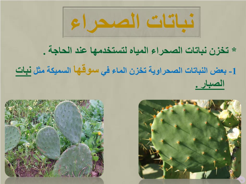 PPT ماذا يعيش في الغابة؟ PowerPoint Presentation, free