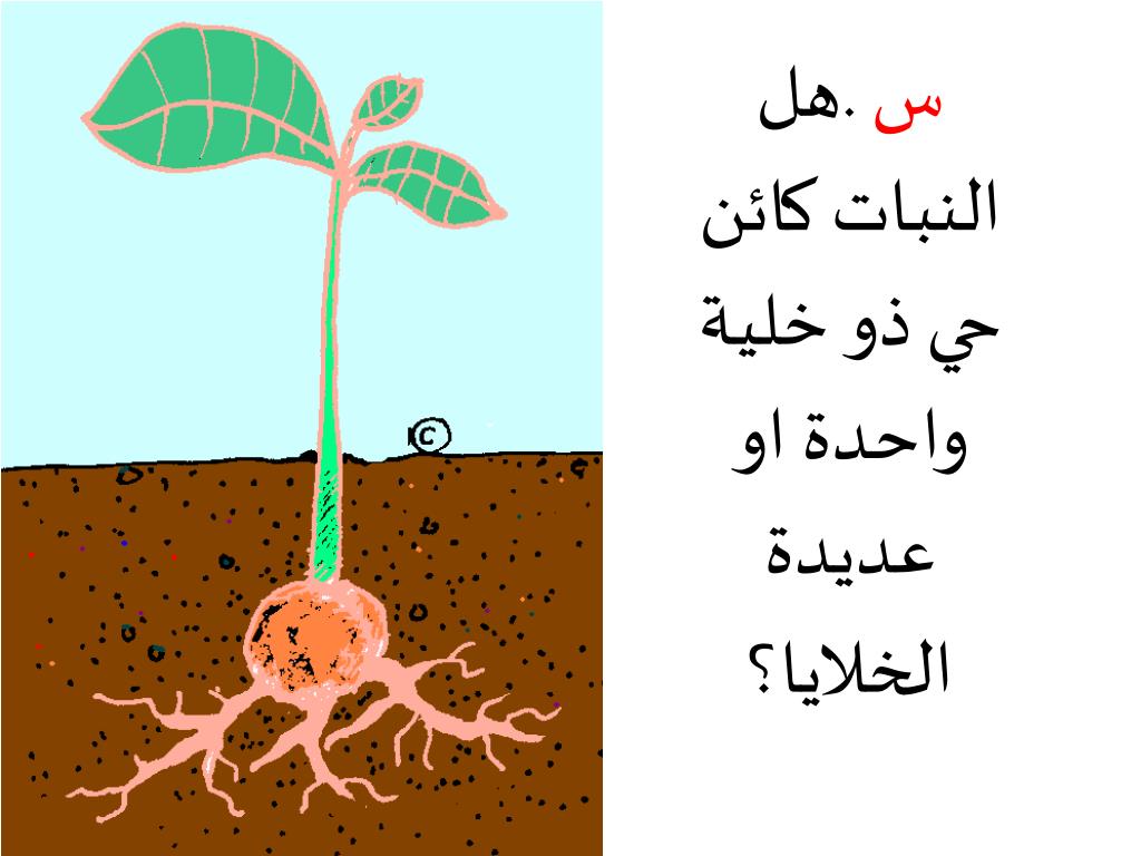 PPT ماحاجات النباتات؟ PowerPoint Presentation, free