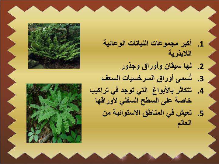 PPT النباتات الوعائية اللا بذرية PowerPoint Presentation