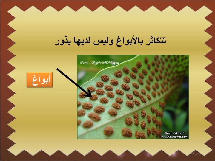PPT النباتات الوعائية اللا بذرية PowerPoint Presentation
