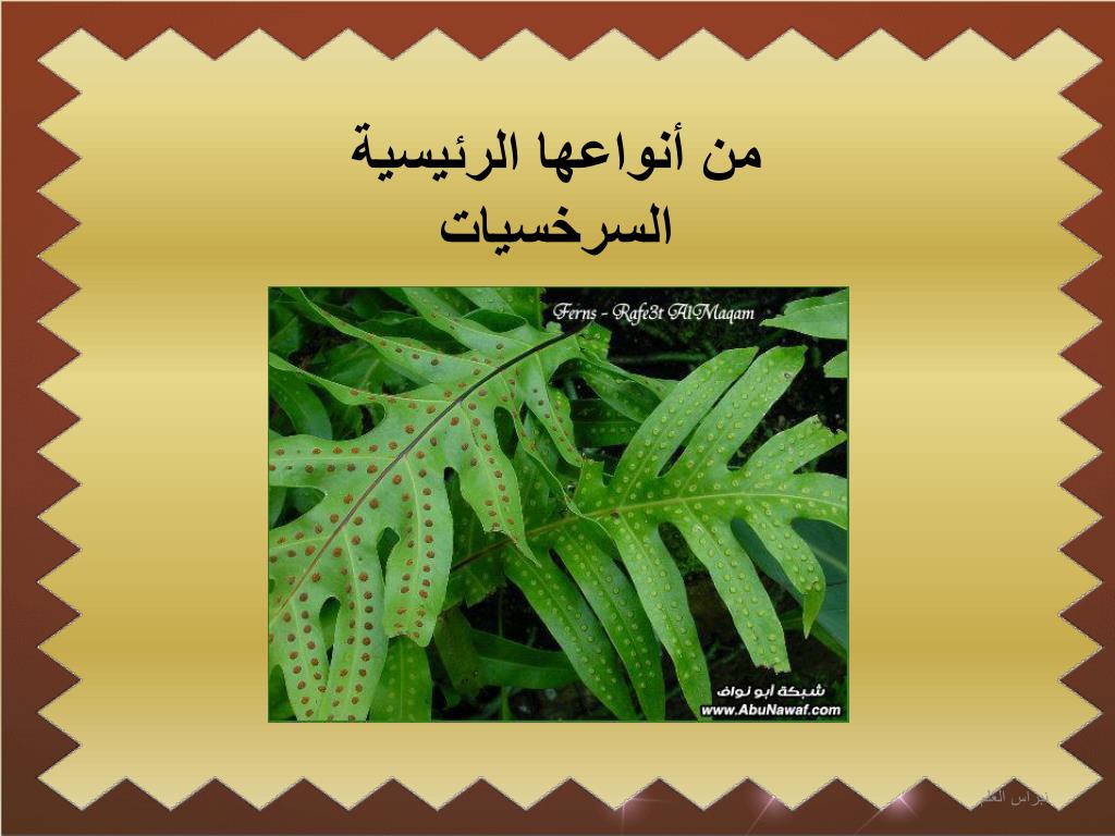 PPT النباتات الوعائية اللا بذرية PowerPoint Presentation