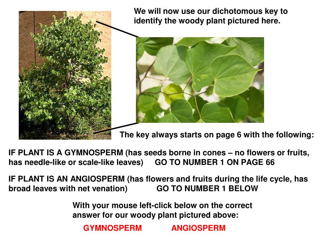 PPT Using a Dichotomous Key to identify plants PowerPoint Presentation ID6352570