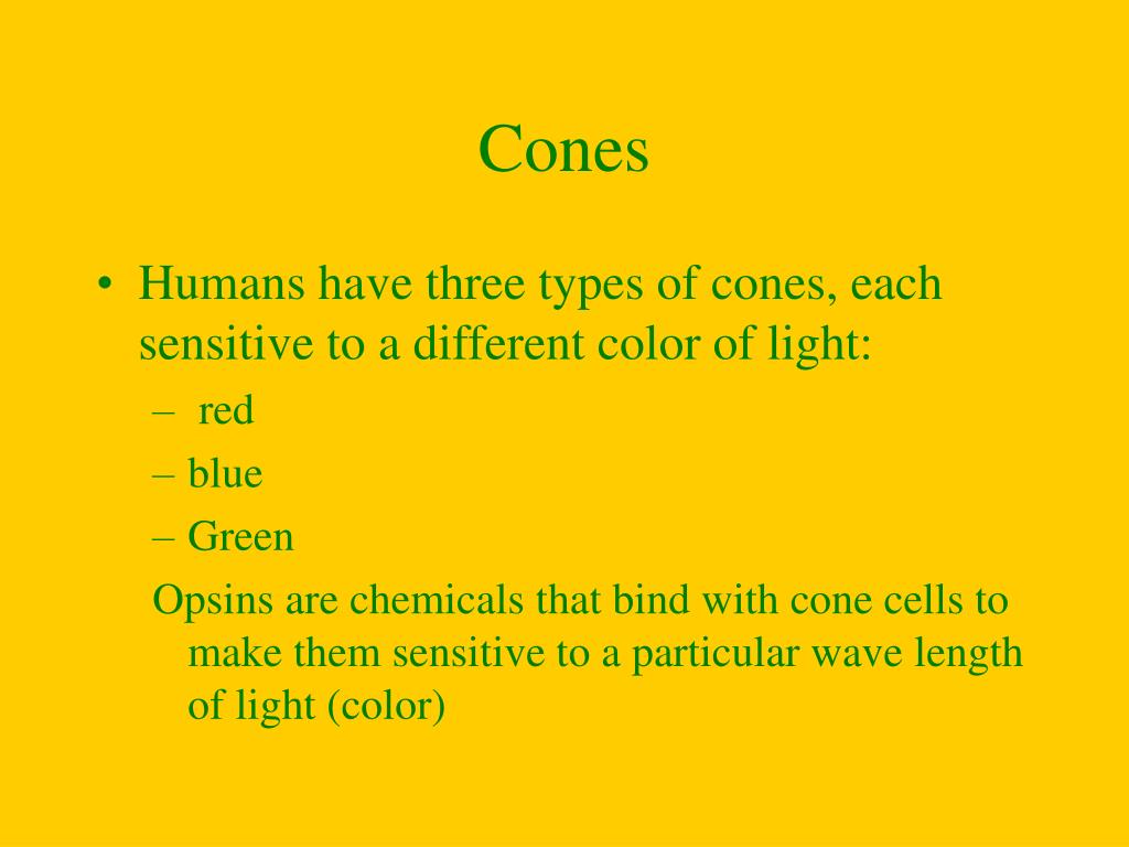 PPT Medical Terminology I Senses PowerPoint Presentation, free