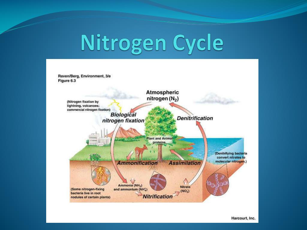 PPT Nitrogen Cycle PowerPoint Presentation, free download ID6355672