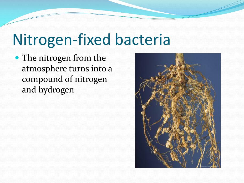 PPT Nitrogen Cycle PowerPoint Presentation, free download ID6355672