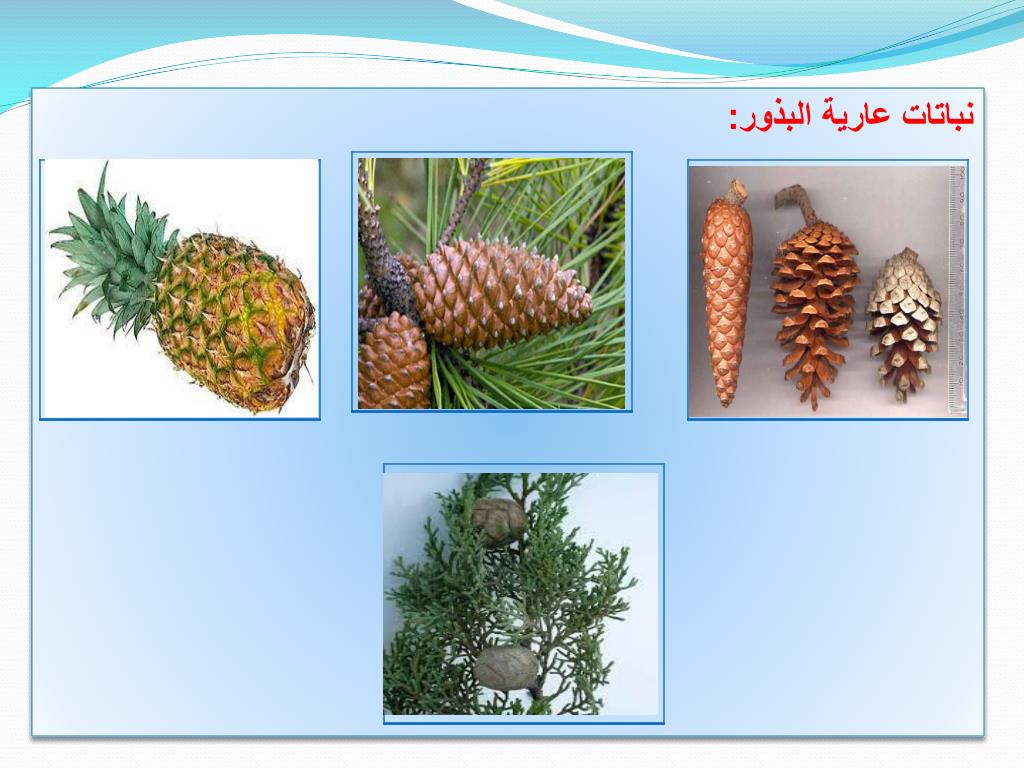 PPT تنوع النباتات الزهريّة PowerPoint Presentation ID