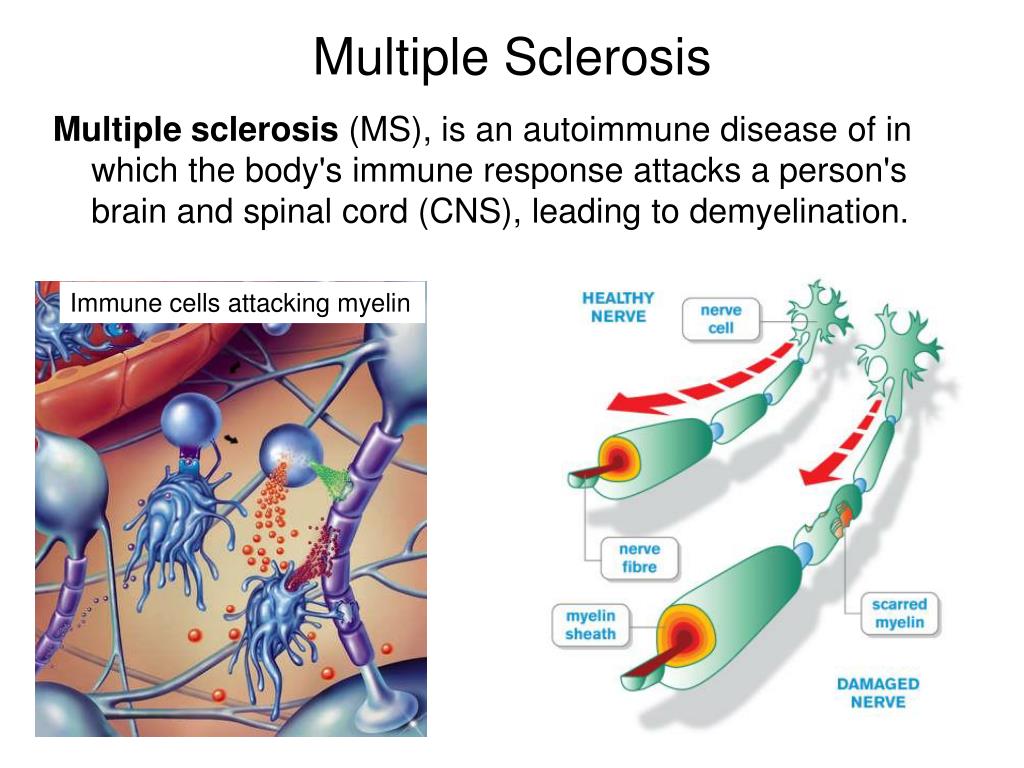 PPT Brain Anatomy Neurotransmission & Brain Neurotransmitters