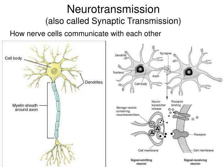 PPT Brain Anatomy Neurotransmission & Brain