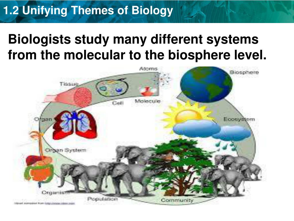 PPT KEY CONCEPT Unifying themes connect concepts from