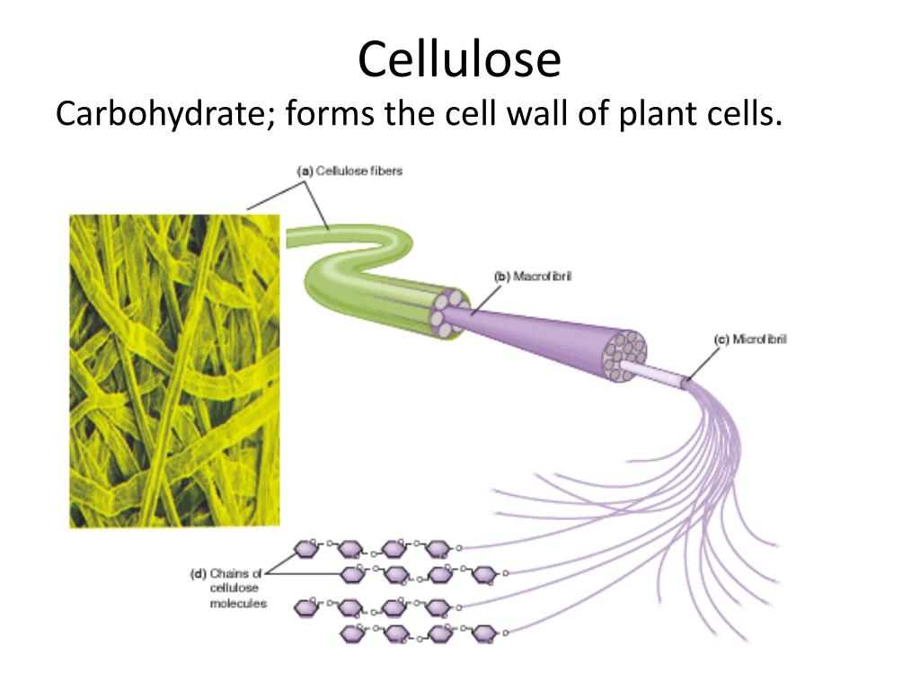 PPT Plant vs. Animal Cells PowerPoint Presentation, free download