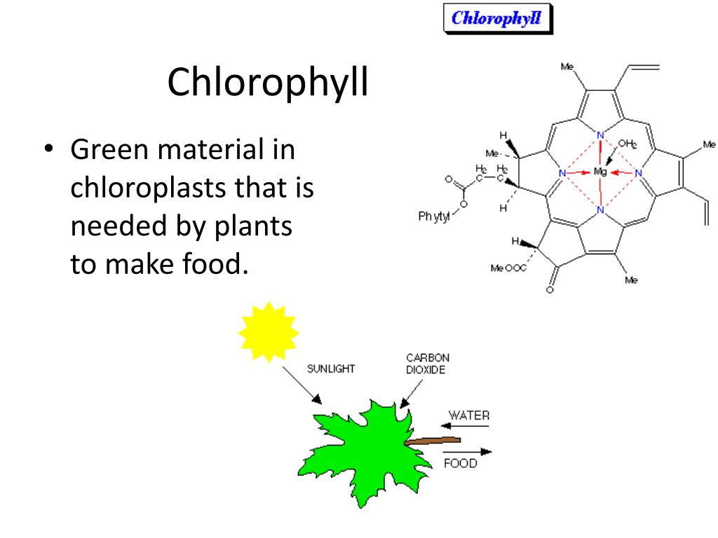 PPT Plant vs. Animal Cells PowerPoint Presentation, free download
