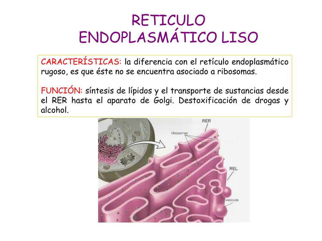 Diferencias Entre El Reticulo Endoplasmatico Liso Y Rugoso