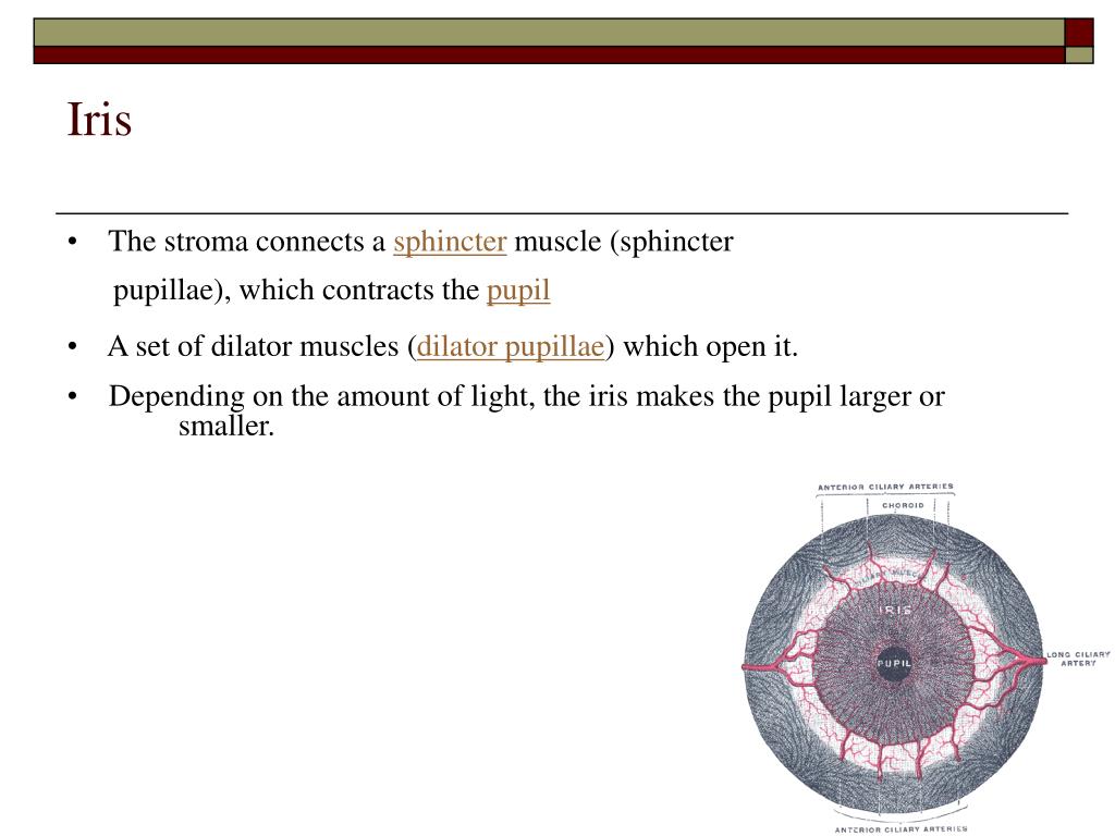 PPT Iris, ciliary body and choroid PowerPoint Presentation, free
