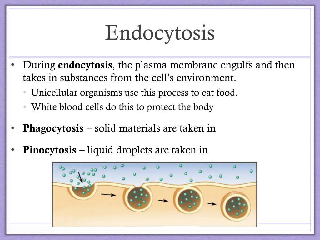 PPT The Cell & Its Environment PowerPoint Presentation, free download