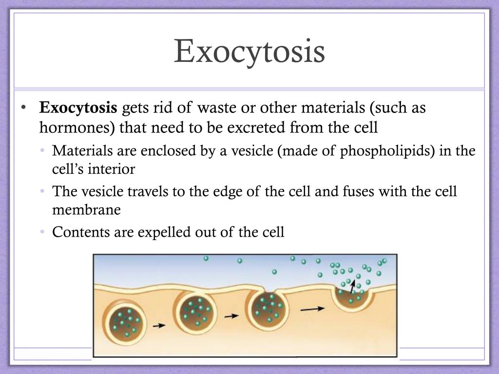 PPT The Cell & Its Environment PowerPoint Presentation, free download