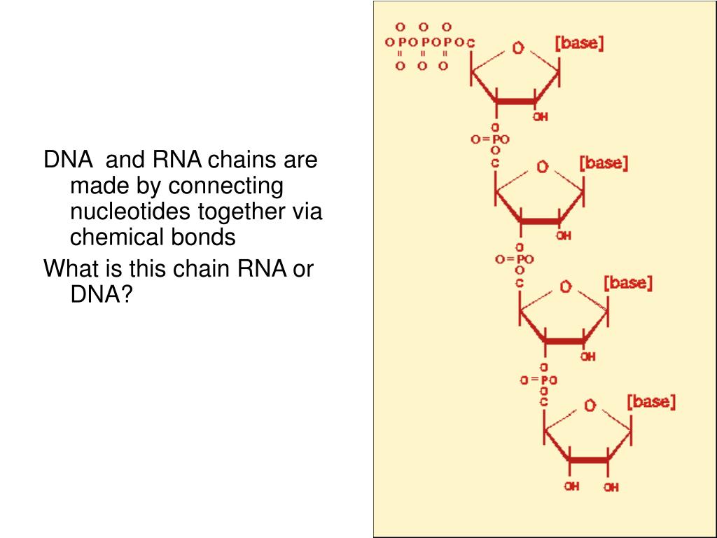 PPT DNA Structure The deoxyribonucleic acid, DNA, is a long chain of