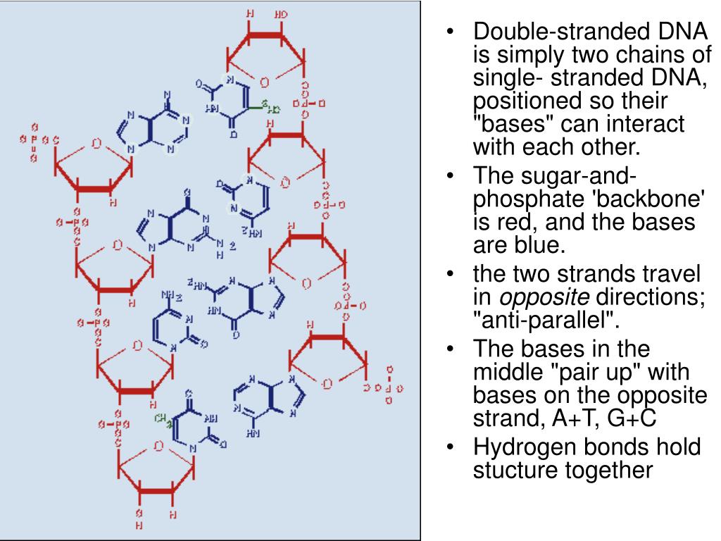 PPT DNA Structure The deoxyribonucleic acid, DNA, is a long chain of