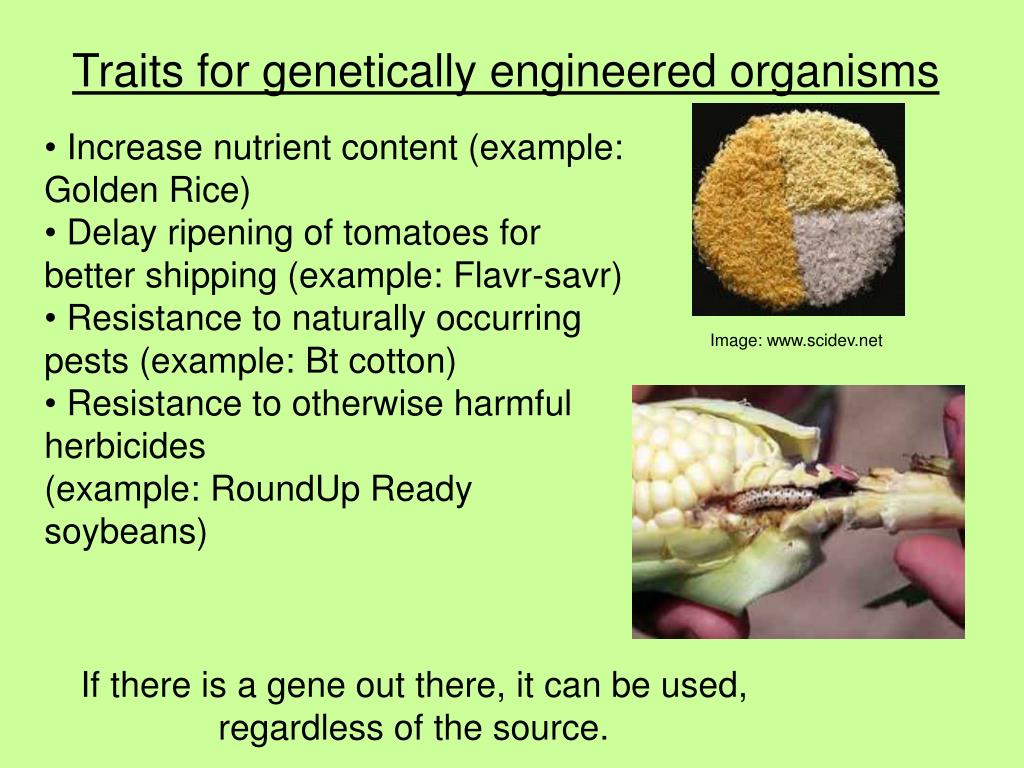 PPT Modified Organisms PowerPoint Presentation, free