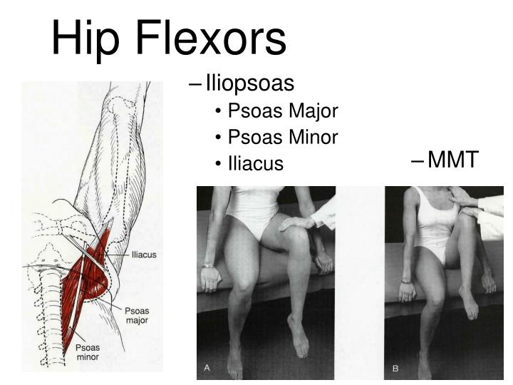 PPT The Thigh and Hip Muscles Anatomy, Injuries and Assessment