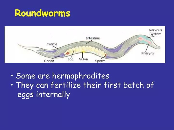 PPT Some are hermaphrodites They can fertilize their first batch of eggs internally PowerPoint
