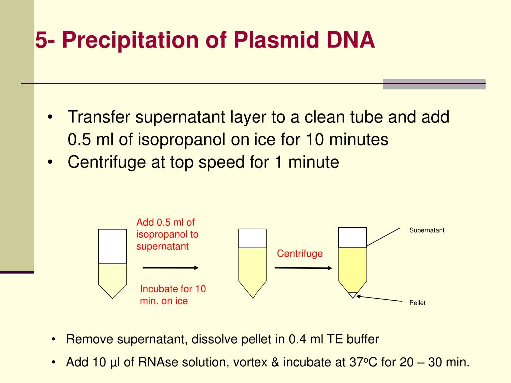 PPT Plasmid DNA Isolation PowerPoint Presentation, free download ID