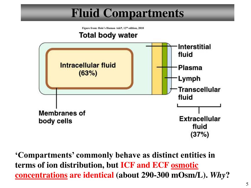 PPT Chapter 26 Fluid, Electrolytes, and Acid/Base