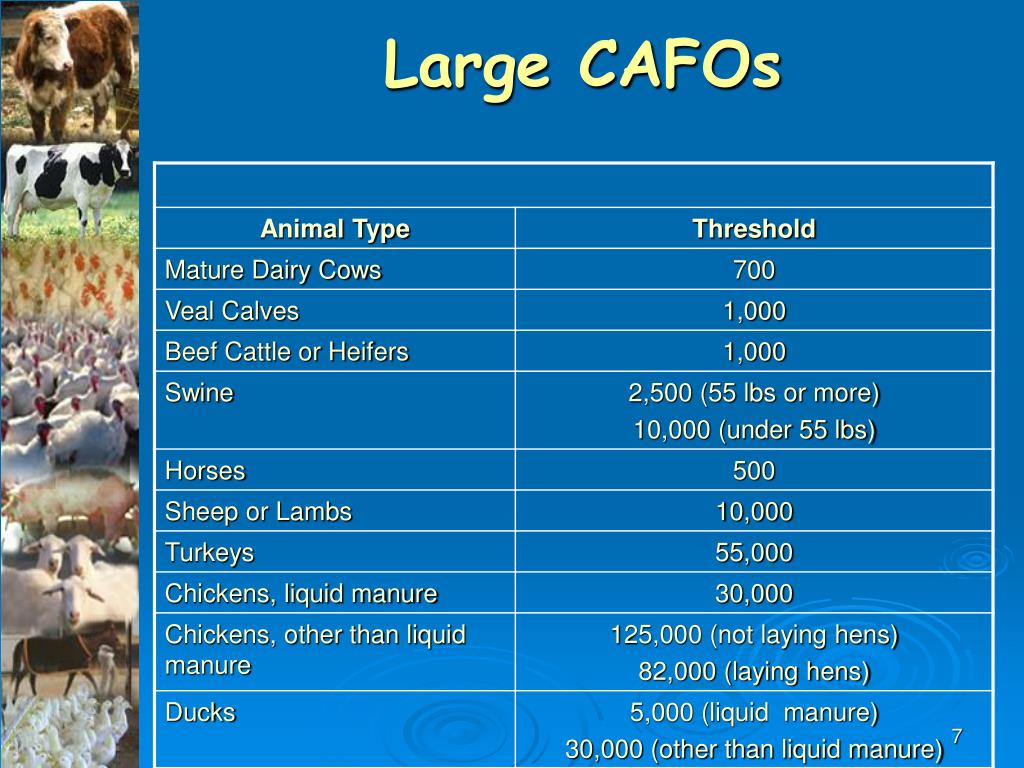 PPT Concentrated Animal Feeding Operations PowerPoint Presentation