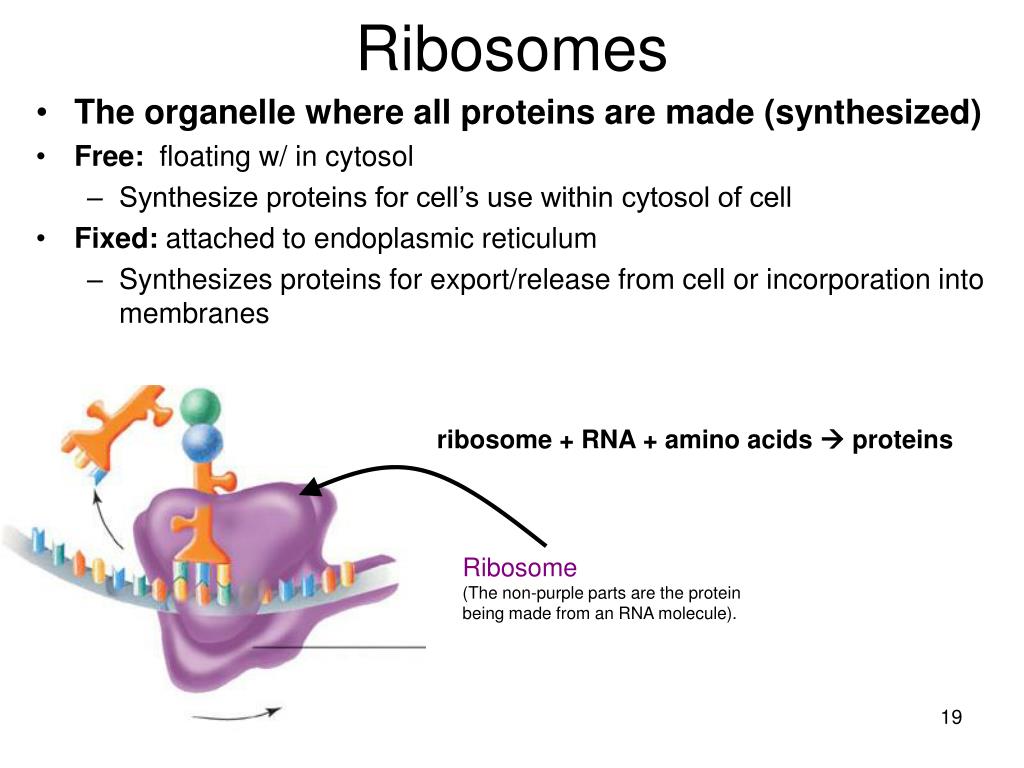 PPT CELL STRUCTURE AND FUNCTION PART 2 Cytoplasm and Organelles