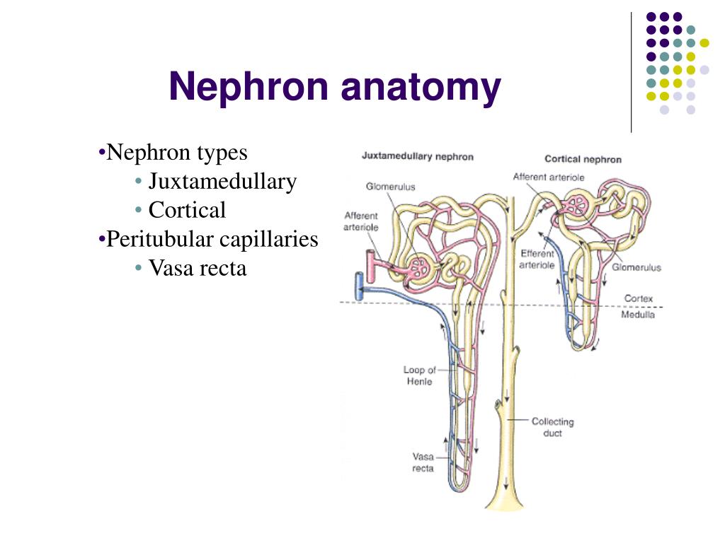 PPT Human Anatomy and Physiology PowerPoint Presentation