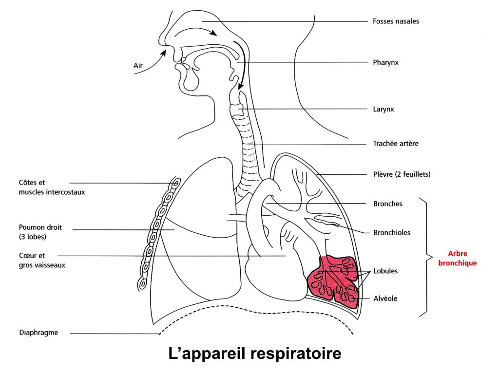 PPT II L’APPAREIL RESPIRATOIRE et LA RESPIRATION PowerPoint