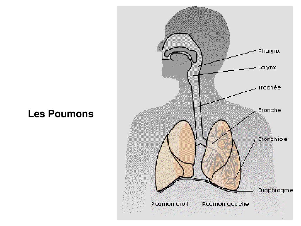 PPT II L'APPAREIL RESPIRATOIRE et LA RESPIRATION