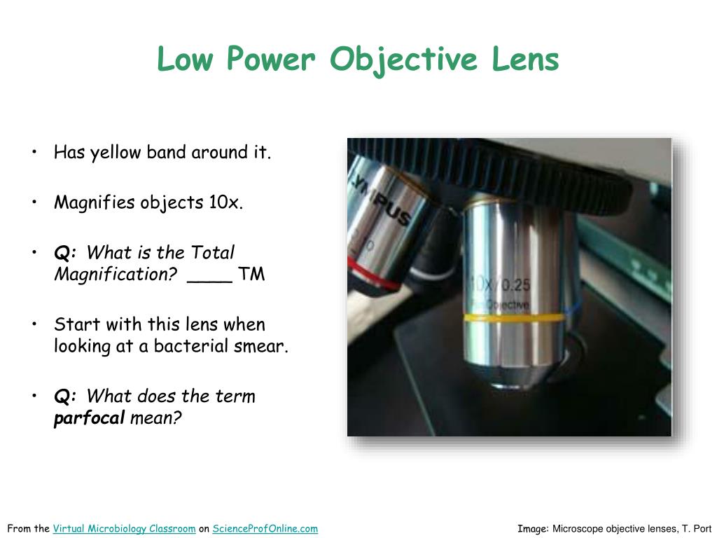 PPT How to Use a Compound Microscope Basic Microscopy