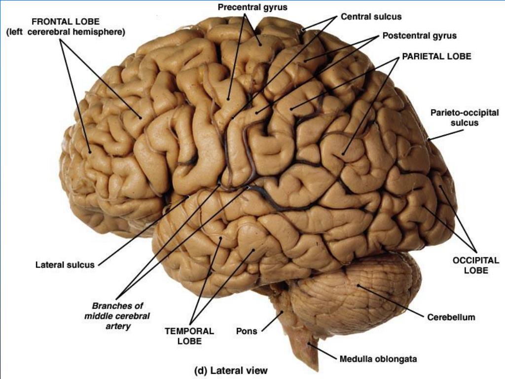 PPT GROSS ANATOMY OF THE BRAIN & CRANIAL NERVES 1 PowerPoint