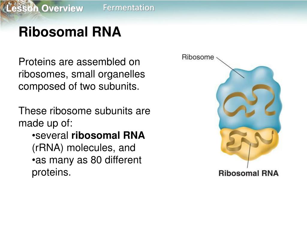 PPT 13.1 RNA PowerPoint Presentation, free download ID6390102